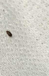 秋になると 洗濯物に 茶色のカメムシに似た虫がつきます どうしたら よせ Yahoo 知恵袋