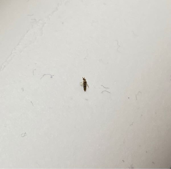 この虫は一体なんでしょうか？ - 体調は2mmぐらいです。気持ち悪いで 