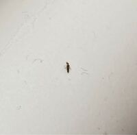 屋外の水槽でミドリガメを飼育しています ここ最近水面に無数の虫がいま Yahoo 知恵袋