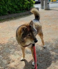 画像の犬は 胡麻柴犬か 川上犬か シェパードミックスだと思う Yahoo 知恵袋