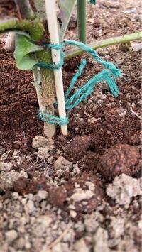 ナスの苗の根元です おそらくネキリムシにかじられかけたと思わ Yahoo 知恵袋