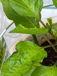家庭菜園初心者です ピーマンの葉が虫に食われてます この葉っぱ以外 Yahoo 知恵袋