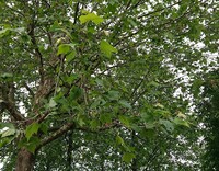 栗の木に実が入るまでにたくさん落ちてしまうのですが ２０年ぐらいの栗 Yahoo 知恵袋