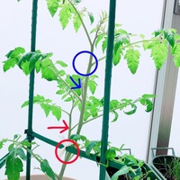 トマト中玉 青 の部分に初めて花が咲きました 2本仕立てにしたいのです Yahoo 知恵袋