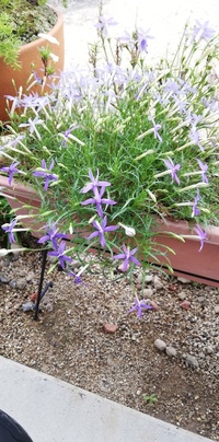 この花は何という名前ですか イソトマかな Yahoo 知恵袋