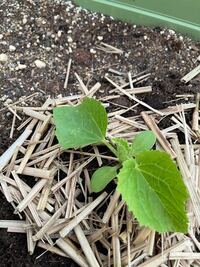 マクワウリを4 21日にポットに種を蒔き育苗して ハウス内のプランターに移 Yahoo 知恵袋