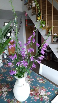 この花の名前を教えてください 葉は ホタルブクロにそっくりで Yahoo 知恵袋