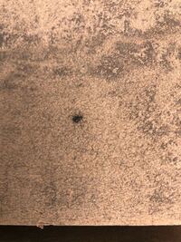 裏の公園にいるこの虫は何ですか かんだりするのでしょう Yahoo 知恵袋