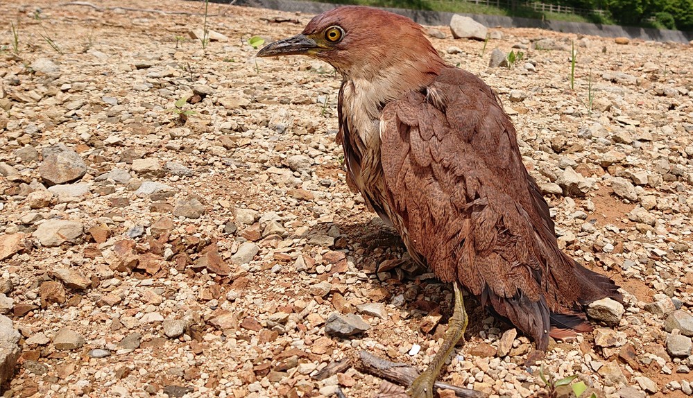 この鳥なんていう鳥かわかる方いますか 引用元 Yahoo 知恵袋