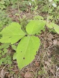 この大きな葉の雑草は何でしょうか 蔦が近くの植物に巻きついて Yahoo 知恵袋