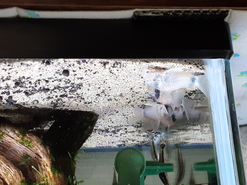 コリドラスパンダ この子達はアルビノですか 昨年2月頃から初めて Yahoo 知恵袋