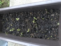 コリアンダーを育てていたのですが 何がいけないのでしょうか Yahoo 知恵袋