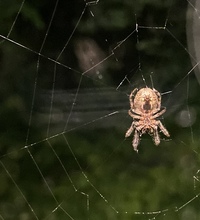 夜 窓の外に蜘蛛が巣を作っています お腹側からの写真なのです Yahoo 知恵袋