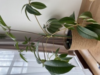 観葉植物の名前を教えて欲しいです いただきもので名前がわからず Yahoo 知恵袋