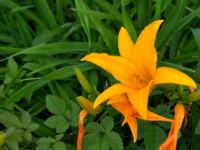 この花の名前を教えてください カンゾウとは違うのでしょうか Yahoo 知恵袋