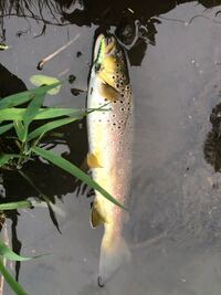 山梨県の忍野村にある桂川で ミノーを使ってネイティブのブラウントラウト Yahoo 知恵袋