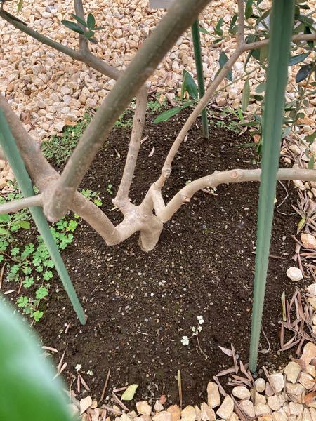 オリーブの剪定について 5月末現在 オリーブの枝が伸び放題になって Yahoo 知恵袋