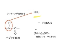 ケルダール法の実験についてです ケルダール法では蒸後に滴定をしますが 滴定の色 Yahoo 知恵袋