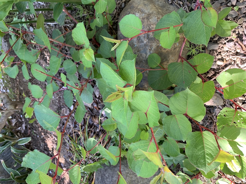 家の庭にこのような赤い茎の植物が生えているのですが 何という名前の植物 Yahoo 知恵袋