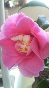 小さな花の椿です 日本で一番小さな花の椿だと聞いたのですが 名前を忘 Yahoo 知恵袋