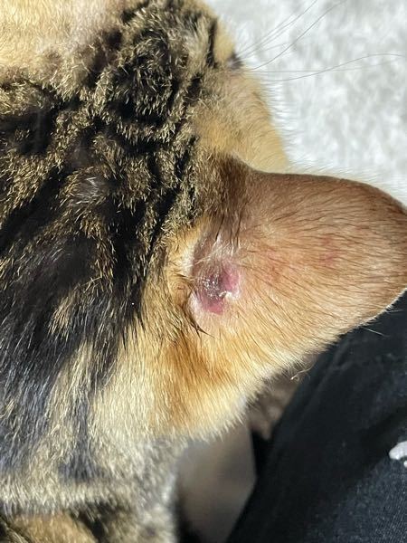 猫の耳を見ると、赤く毛が抜けていました。 - アトピー性皮膚 