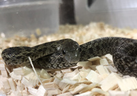 先日 飼育しているアオダイショウの子供が脱皮したのですが 抜け殻を見て Yahoo 知恵袋