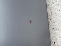 この虫はなんという虫ですか シバンムシという虫で合っています Yahoo 知恵袋