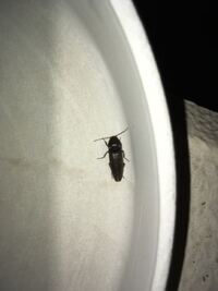 これはゴキブリですか ゴキブリっぽい動きではなかったの Yahoo 知恵袋