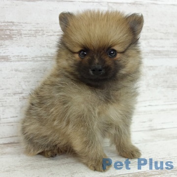 子犬のお迎え延期について5月中旬にペットプラスで子犬の購入手 Yahoo 知恵袋