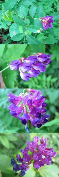 ５月の標高３００ｍ ４００ｍくらいの低山に 咲いていた花です 赤紫 青 Yahoo 知恵袋