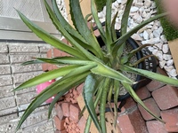 アガベのベネズエラをサボテン用の土で 鉢を植え変えました 植 Yahoo 知恵袋