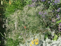 かすみ草より花が小さくて全体が大きい この花の名前はなんです Yahoo 知恵袋