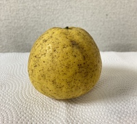 柑橘系の実でこんな物を貰いましたが、これは何ですか？ 