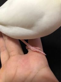 現在 3歳の文鳥を飼っています アイリングと嘴は赤いの Yahoo 知恵袋