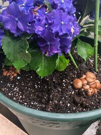 紫陽花にキノコが生えてきました なんのキノコか教えてく Yahoo 知恵袋