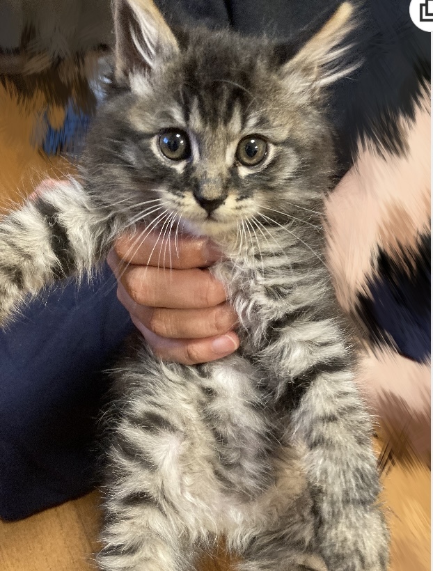 飼い猫がセロリを食いません どう思いますか Yahoo 知恵袋