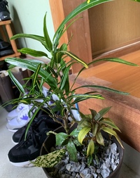 この写真の観葉植物の名前と枯れ始めている原因を知りたいです 寄せ Yahoo 知恵袋