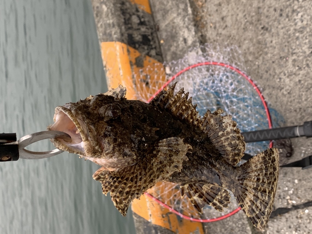 この魚は オニオコゼでしょうか 釣りしてたら 釣れました 食べれるな Yahoo 知恵袋