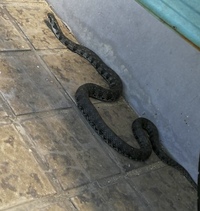 これは何ヘビでしょうか アオダイショウ マムシ ヤマカガシ Yahoo 知恵袋