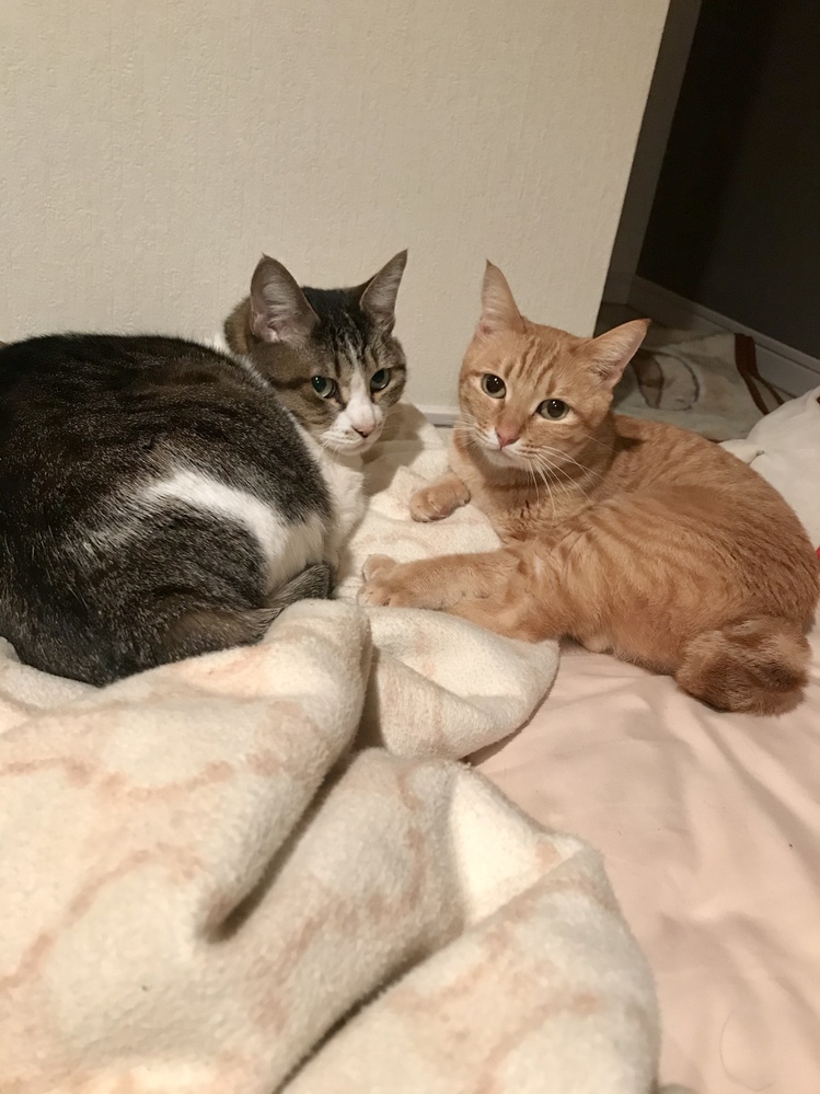 5/9に愛猫が脱走してしまいました。それから捜索を続けていま 