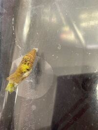 ナミアゲハのさなぎです 5月上旬にさなぎになって もう3週間ほど Yahoo 知恵袋