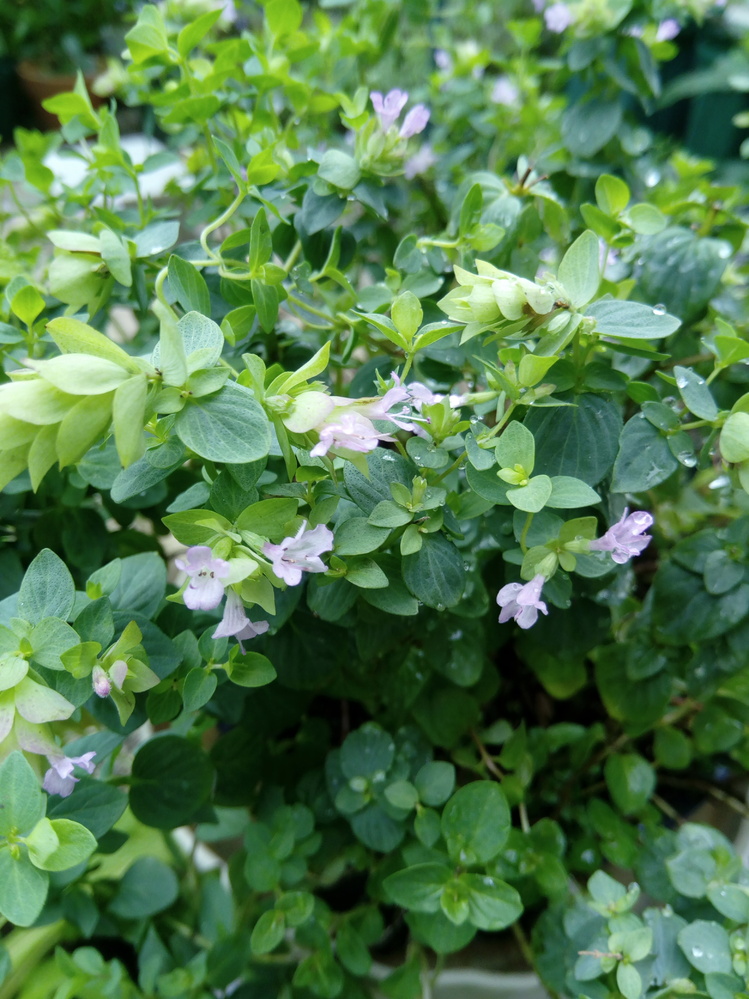 オレガノオレガノと書いてあるものを購入しました お花が咲いています 食 Yahoo 知恵袋