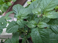 大葉の花が咲いてしまいました もう収穫期は終わりでしょうか 5月にプランター Yahoo 知恵袋