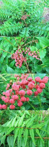 ５月の標高３００ｍ ４００ｍくらいの低山の 比較的日当たりの Yahoo 知恵袋