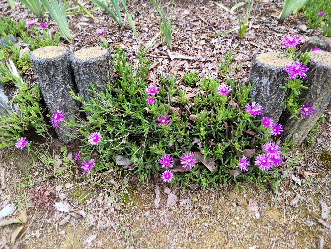 ダウンロード 死んでも離れない 花言葉 死んでも離れない 花言葉 Picture Downloadcwom