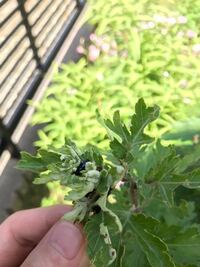 菊に付着する虫についての質問 どなたかよろしくお願いします 鉢植えの菊の幹に Yahoo 知恵袋