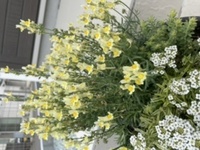 画像の黄色い花の名前を教えてください。
寄せ植えをいただきました。お手入れ方法などを調べたいのですが、黄色い花の名前が分かりません。 よろしくお願いします。