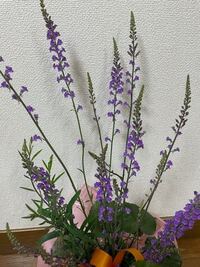 この紫の花 野草 はなんですか 公道の脇に咲いていま Yahoo 知恵袋