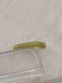 この芋虫は 何の幼虫でしょうか シロシタヨトウに似てま Yahoo 知恵袋