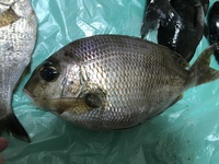 神奈川県三浦市城ヶ島の磯で釣った魚なんですが 市場魚貝類図鑑 Yahoo 知恵袋